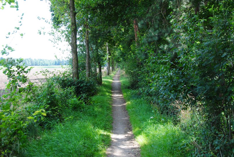 Bergvennen